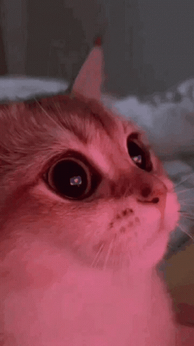 A Close Up Of A Cat 'S Face With A Pink Light Shining On Its Eyes . GIF