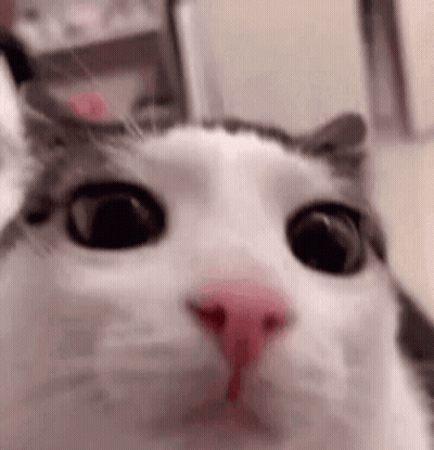 A Close Up Of A Cat 'S Face With A Pink Nose And Big Eyes . GIF