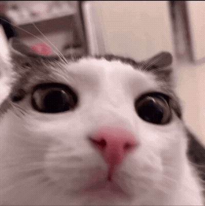 A Close Up Of A Cat 'S Face With A Pink Nose . GIF