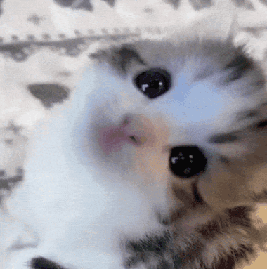 A Close Up Of A Cat 'S Face With A Pink Nose GIF