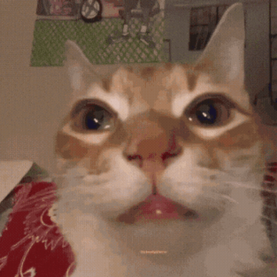 A Close Up Of A Cat 'S Face With A Pink Tongue Sticking Out GIF