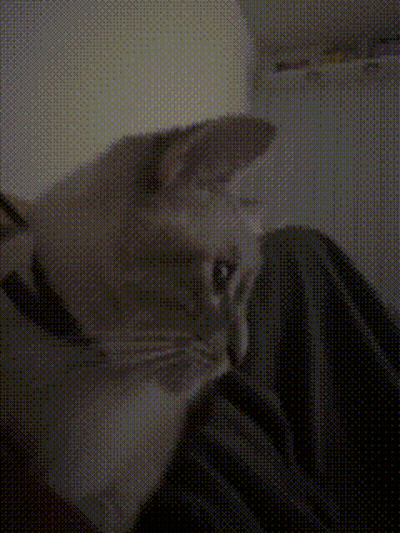 A Close Up Of A Cat 'S Face With A Polka Dot Pattern GIF