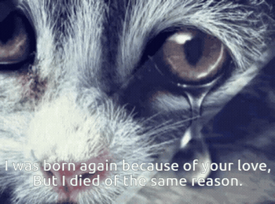 A Close Up Of A Cat 'S Face With A Quote That Says I Was Born Again Because Of Your Love GIF