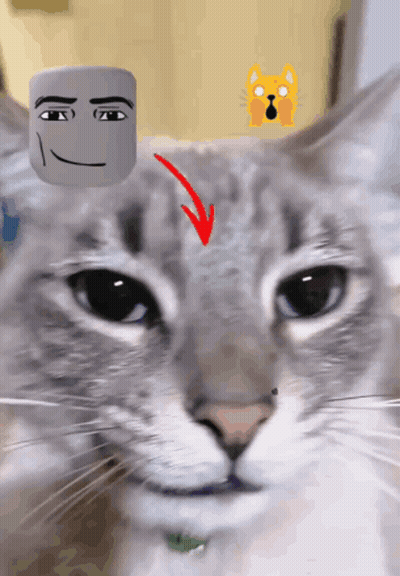 A Close Up Of A Cat 'S Face With A Red Arrow Pointing To It 'S Forehead GIF