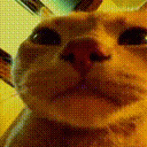 A Close Up Of A Cat 'S Face With A Red Nose GIF