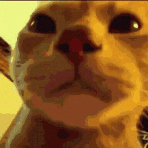 A Close Up Of A Cat 'S Face With A Red Nose GIF