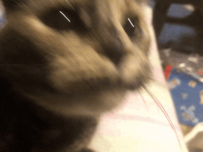 A Close Up Of A Cat 'S Face With A Red String In Its Mouth GIF