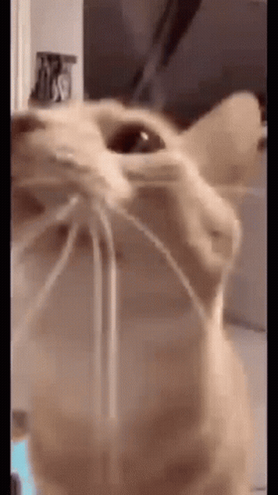 A Close Up Of A Cat 'S Face With A Rope Hanging From Its Nose . GIF