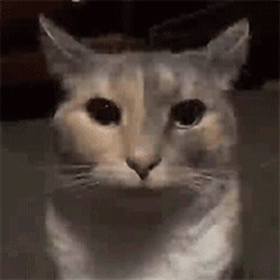A Close Up Of A Cat 'S Face With A Sad Look On Its Face . GIF