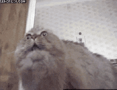 A Close Up Of A Cat 'S Face With A Search Gif.com Watermark GIF