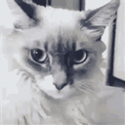 A Close Up Of A Cat 'S Face With A Serious Look On Its Face . GIF