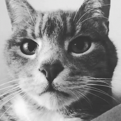 A Close Up Of A Cat 'S Face With A Serious Look On Its Face GIF
