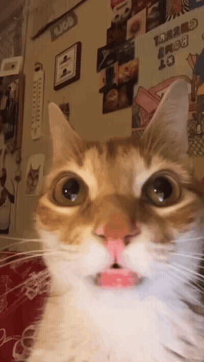 A Close Up Of A Cat 'S Face With A Sticker On The Wall That Says ' I 'M Sorry ' GIF