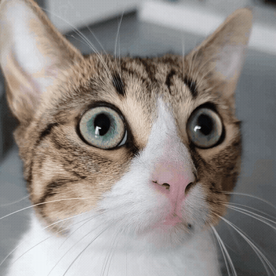 A Close Up Of A Cat 'S Face With A Surprised Look On His Face GIF