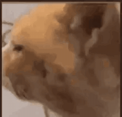 A Close Up Of A Cat 'S Face With A Surprised Look On It 'S Face . GIF
