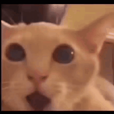 A Close Up Of A Cat 'S Face With A Surprised Look On It 'S Face . GIF