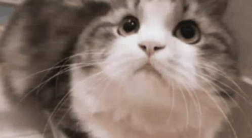 Surprised Cat Face Close Up GIF