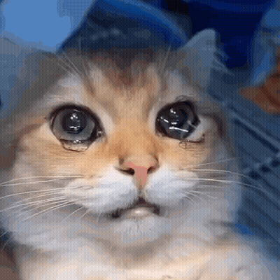 A Close Up Of A Cat 'S Face With A Tear Coming Out Of Its Eye . GIF