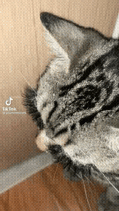A Close Up Of A Cat 'S Face With A Tik Tok Watermark GIF
