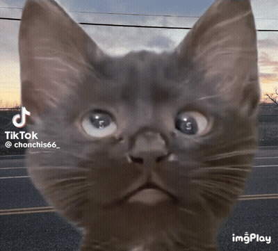 A Close Up Of A Cat 'S Face With A Tik Tok Watermark GIF