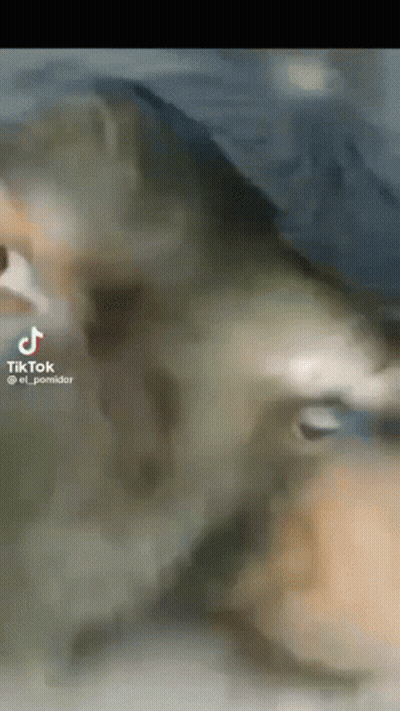 A Close Up Of A Cat 'S Face With A Tiktok Logo On The Bottom GIF