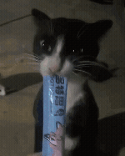A Close Up Of A Cat 'S Face With A Toothbrush In The Background GIF