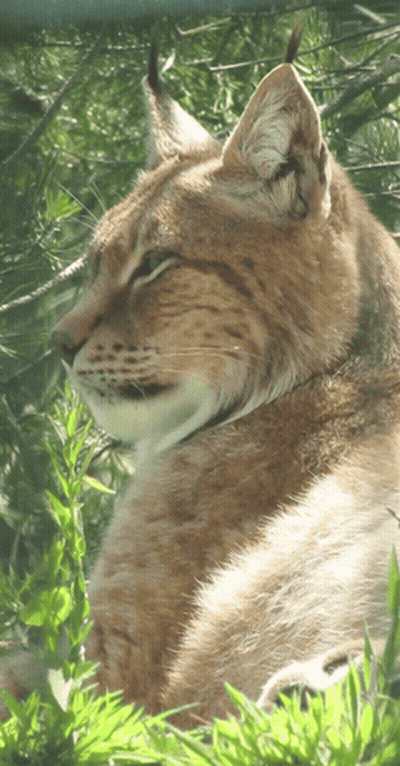 A Close Up Of A Cat 'S Face With A Tree In The Background GIF
