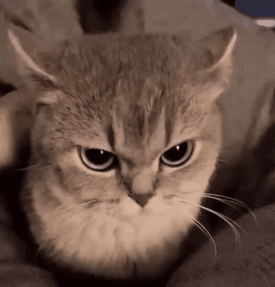 A Close Up Of A Cat 'S Face With A Very Angry Look On Its Face . GIF