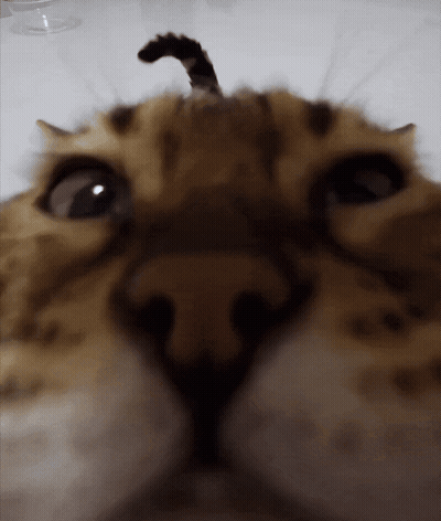 A Close Up Of A Cat 'S Face With A Very Long Tail GIF