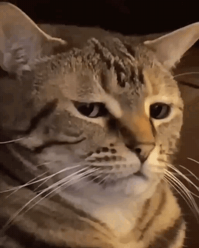 A Close Up Of A Cat 'S Face With A Very Long Whisker . GIF