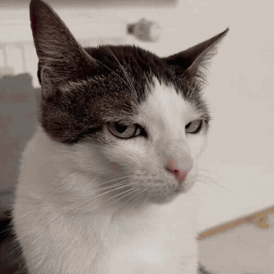 A Close Up Of A Cat 'S Face With A White Background GIF