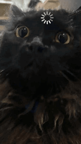 A Close Up Of A Cat 'S Face With A White Circle On Its Forehead GIF