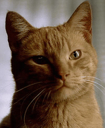 A Close Up Of A Cat 'S Face With A White Whisker GIF
