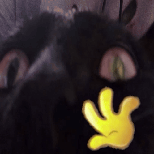 A Close Up Of A Cat 'S Face With A Yellow Hand In Front Of It GIF