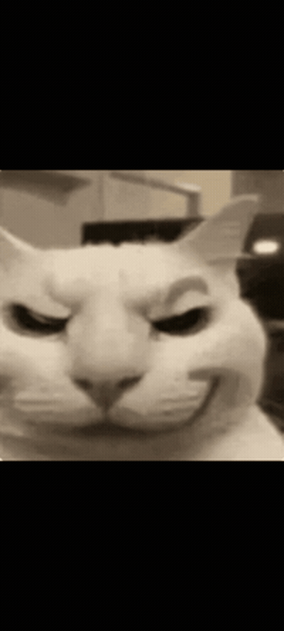 A Close Up Of A Cat 'S Face With An Angry Look On Its Face . GIF
