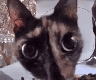 A Close Up Of A Cat 'S Face With Big Eyes . GIF