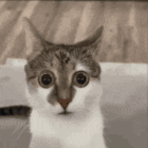 A Close Up Of A Cat 'S Face With Big Eyes . GIF