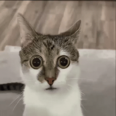 A Close Up Of A Cat 'S Face With Big Eyes . GIF