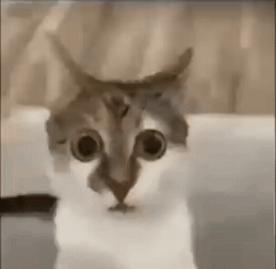 A Close Up Of A Cat 'S Face With Big Eyes . GIF