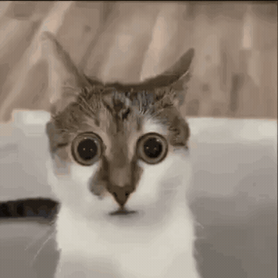 A Close Up Of A Cat 'S Face With Big Eyes . GIF