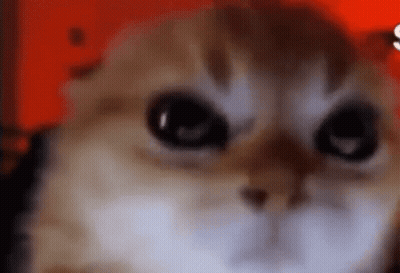 A Close Up Of A Cat 'S Face With Big Eyes Looking At The Camera On A Red Background . GIF