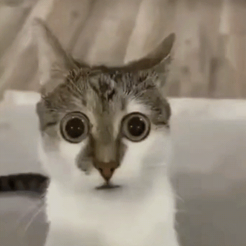 A Close Up Of A Cat 'S Face With Big Eyes Looking At The Camera GIF