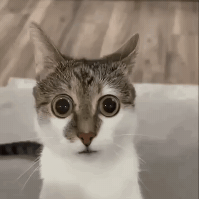 A Close Up Of A Cat 'S Face With Big Eyes . GIF