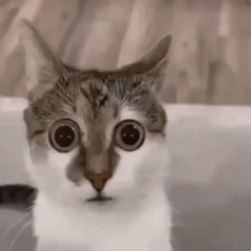 A Close Up Of A Cat 'S Face With Big Eyes . GIF