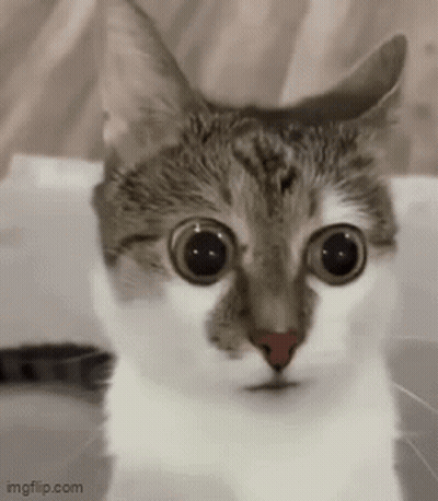 A Close Up Of A Cat 'S Face With Big Eyes . GIF