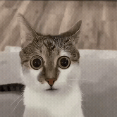 A Close Up Of A Cat 'S Face With Big Eyes . GIF