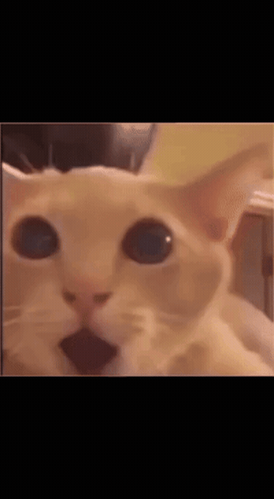 A Close Up Of A Cat 'S Face With Blue Eyes Looking At The Camera . GIF