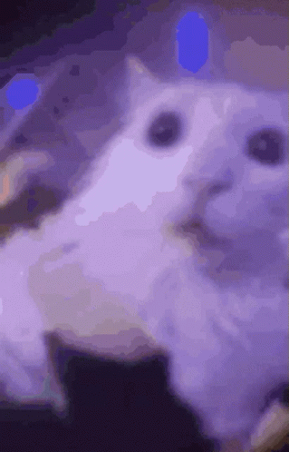 A Close Up Of A Cat 'S Face With Blue Eyes GIF
