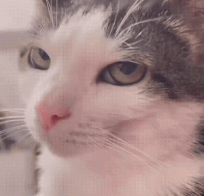 A Close Up Of A Cat 'S Face With Brown Eyes GIF