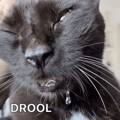A Close Up Of A Cat 'S Face With Drool Written Below It GIF